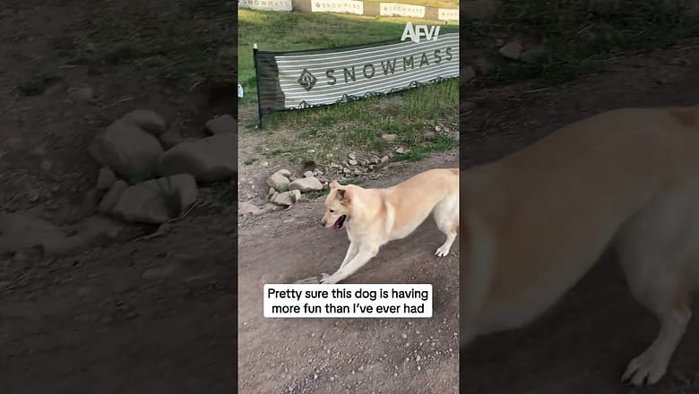 I’m pretty sure this dog is having more fun than I’ve ever had