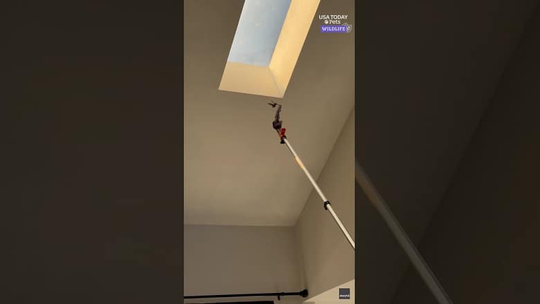 Lost bird led to safety using its one true attraction