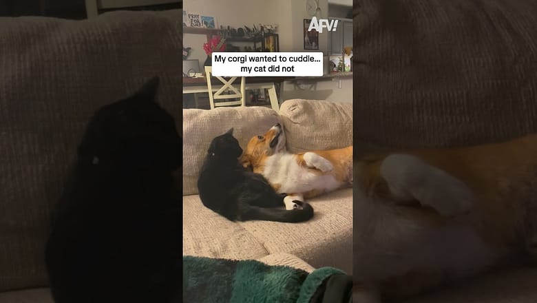 My corgi wanted to cuddle… my cat did not