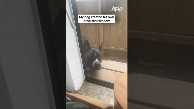 My dog created his own drive-thru window