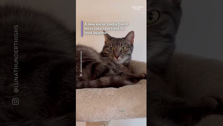 See new TikTok trend test cats reactions to loud, wild laughter