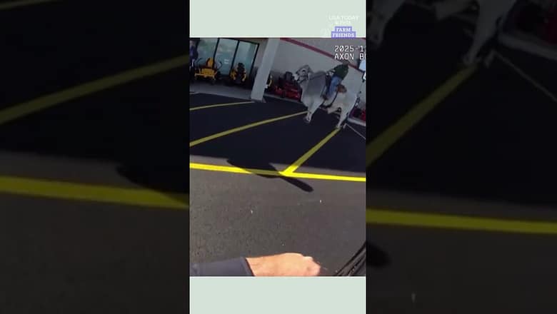See what happens when an officer on a ‘suspicious person’ call rides the bull