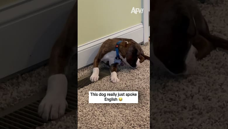 This dog really just spoke English π