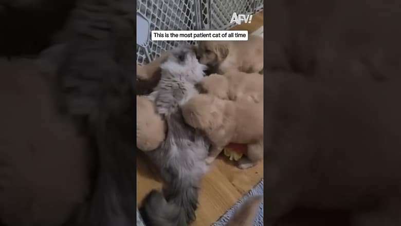 This is the most patient cat of all time