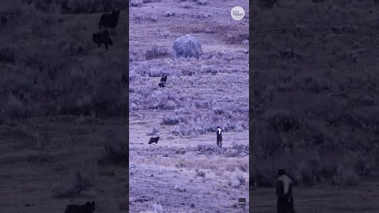 Yellowstone tourist gets dangerously close to wolf pack: See the tense moments