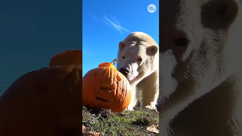 Zoo animals kick off pumpkin fun for Halloween
