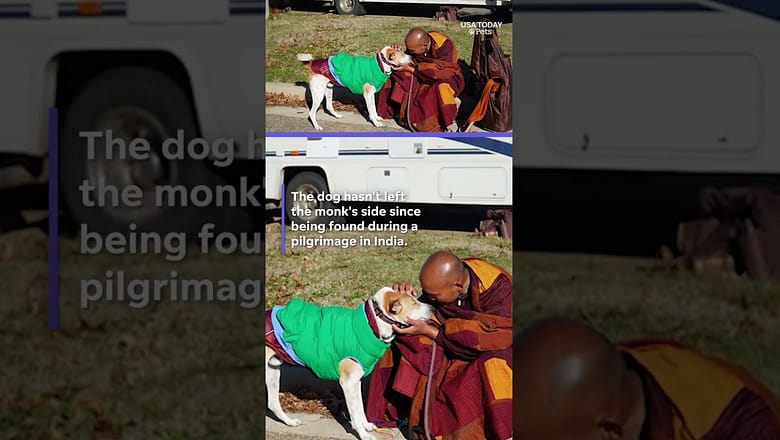Aloka, the peace dog, takes over 2,000 mile journey with Buddhist monks