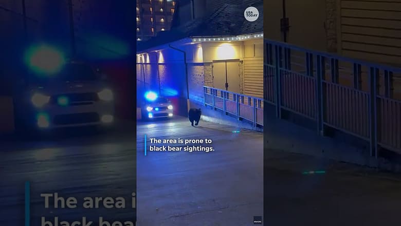 Bear on the run: Watch police chase after furry bandit in Gatlinburg