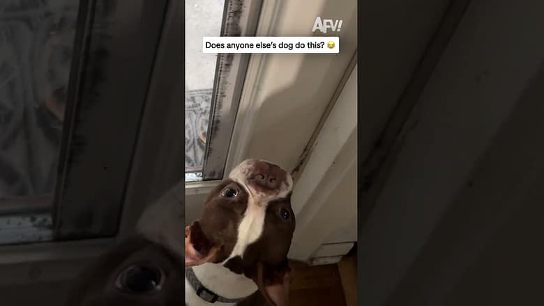 Does anyone else’s dog do this? π