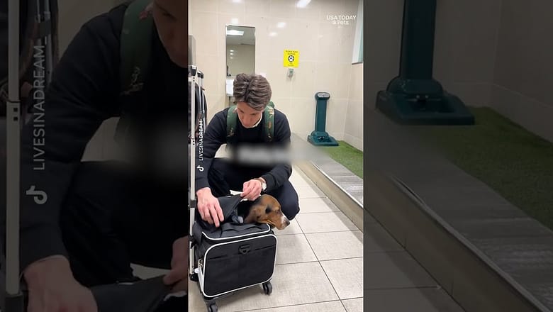 Dogs jet home for the Christmas, holiday season