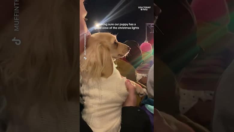 Holiday magic through your pet’s eyes (and paws)