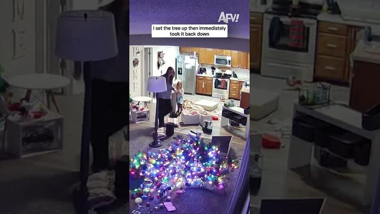 I set the tree up then immediately took it back down