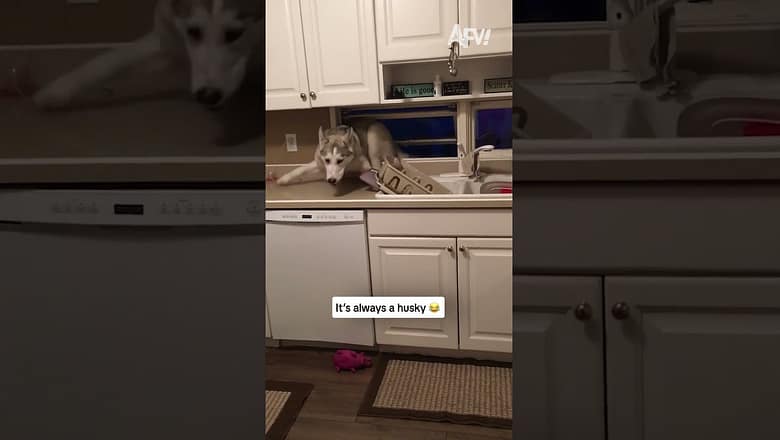 It’s always a husky ๐