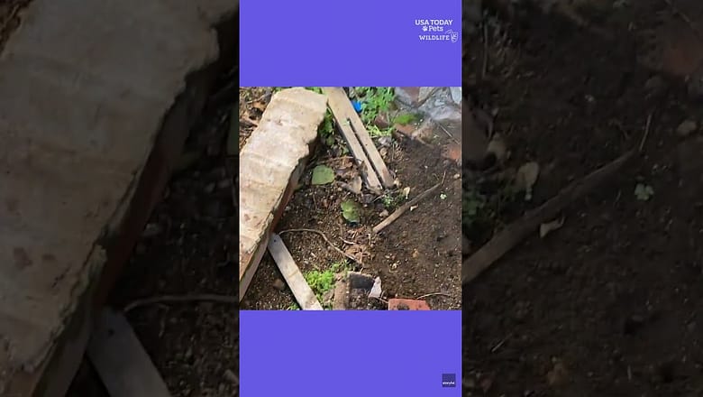 Massive intruder secretly moves under California home