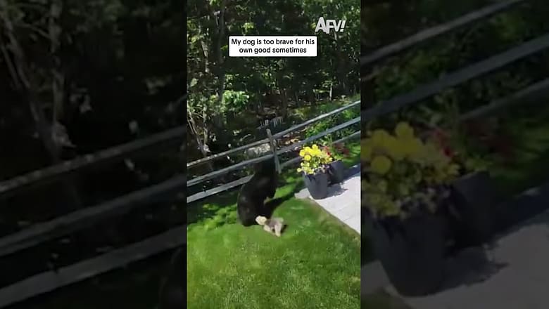 My dog is too brave for his own good sometimes