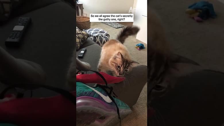 So we all agree the cat’s secretly the guilty one, right?