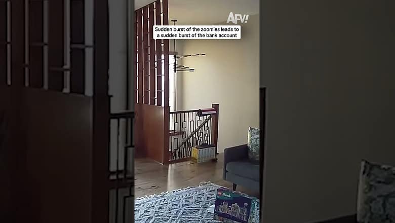 Sudden burst of the zoomies leads to a sudden burst of the bank account