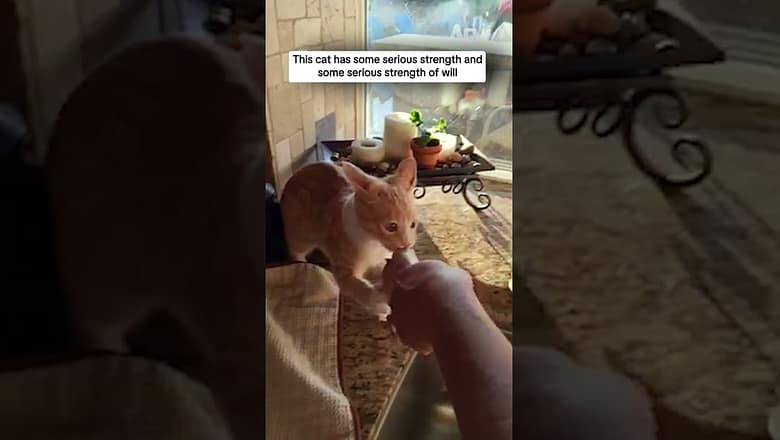 This cat has some serious strength and some serious strength of will