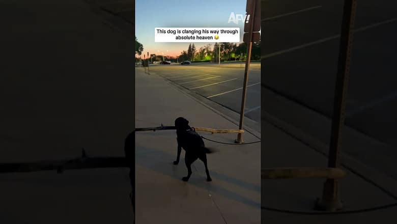 This dog is clanging his way through absolute heaven ๐