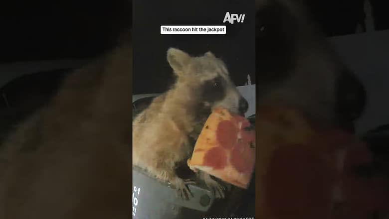 This raccoon hit the jackpot