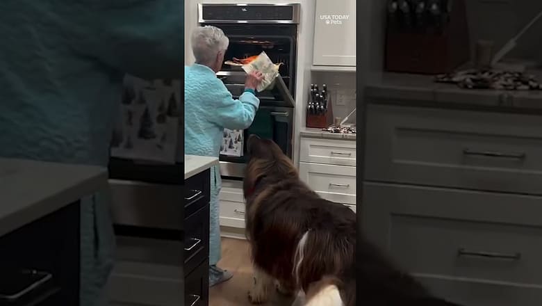 Watch as adorable dog named Chewy receives a turkey from great-grandma