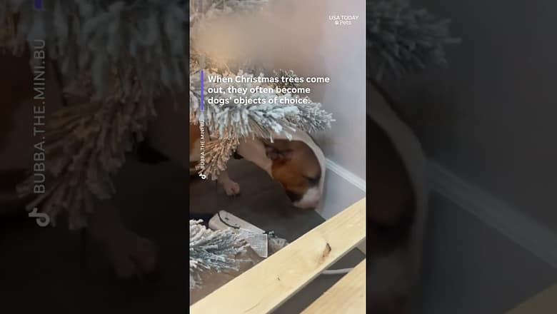 Why are dogs moving in slow motion under Christmas trees?