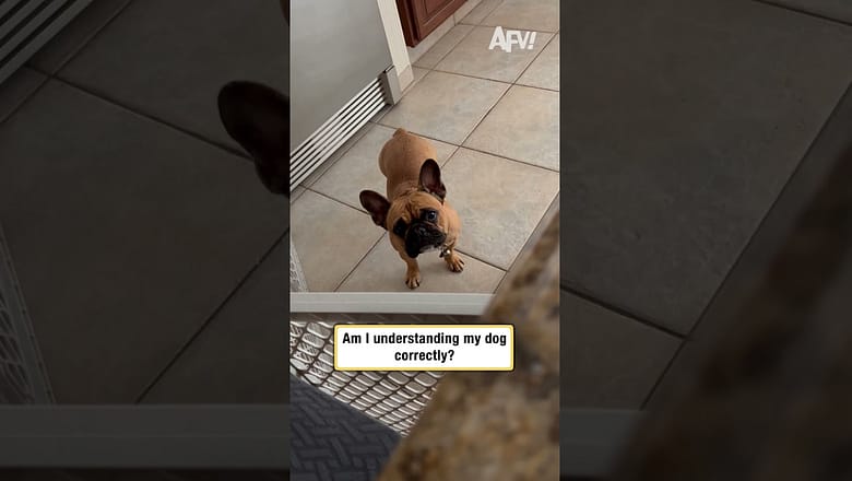 Am I understanding my dog correctly?