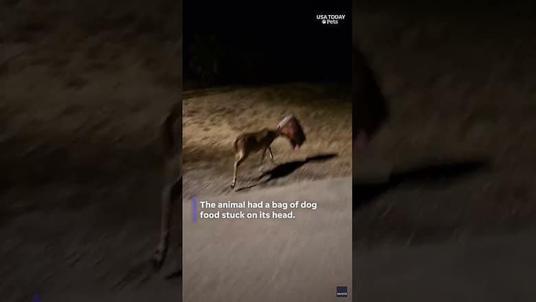 Good Samaritan helps deer trapped in pesky bag