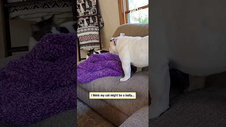 I think my cat might be a bully…