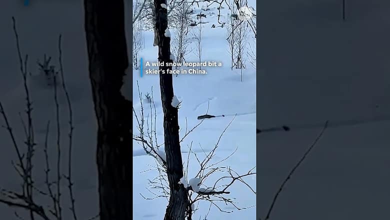 Skier survives snow leopard attack in China