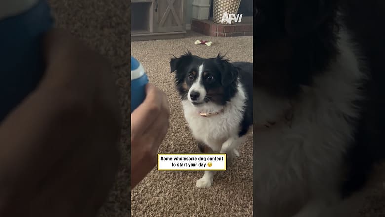 Some wholesome dog content to start your day π