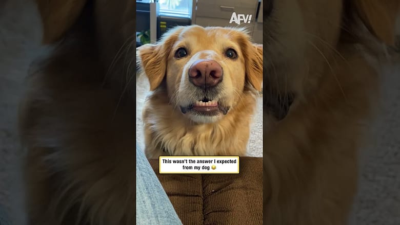 This wasn’t the answer I expected from my dog