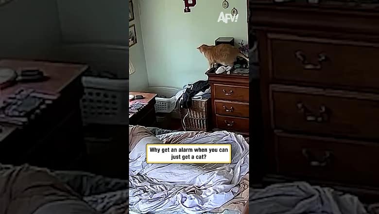 Why get an alarm when you can just get a cat?