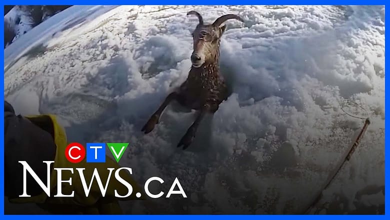 Bighorn sheep rescued after falling into icy river in Colorado