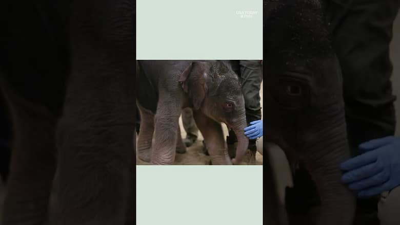 First endangered Asian elephant born at National Zoo after two decades