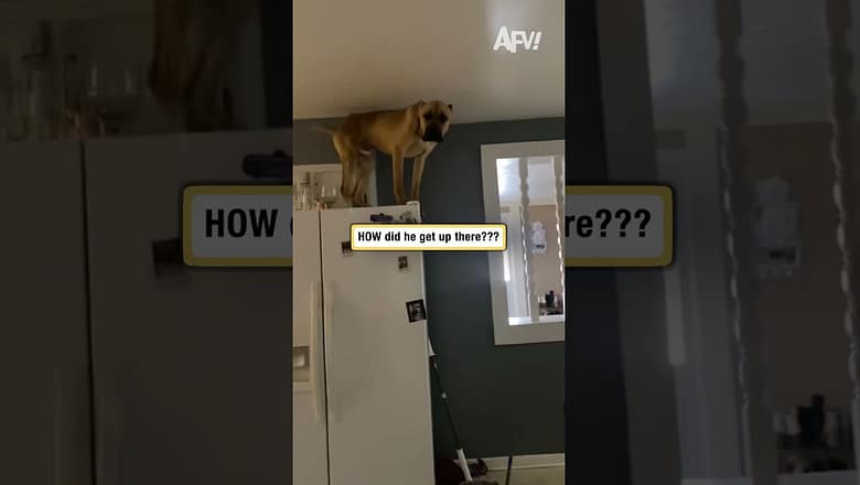 HOW did he get up there???