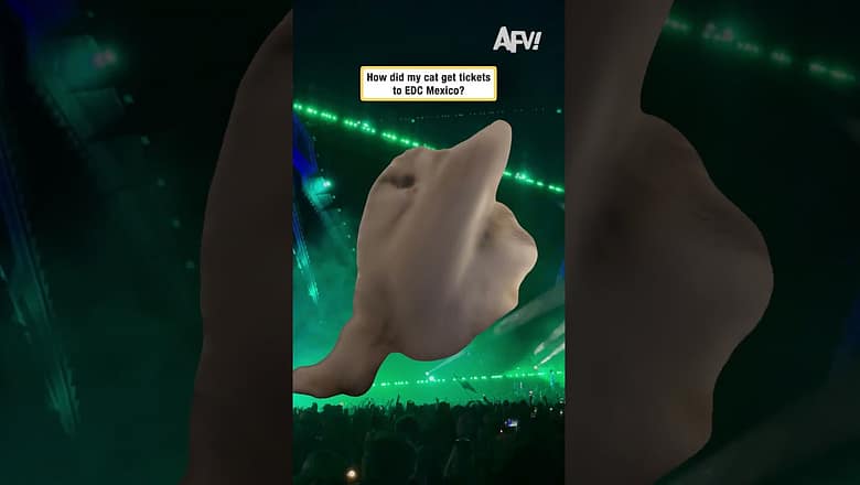 How did my cat get tickets to EDC Mexico?