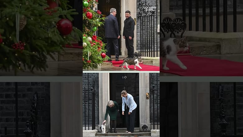 Larry the cat celebrates milestone work anniversary
