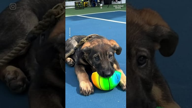 Milo Ventimiglia shares how his dog reshaped his family journey