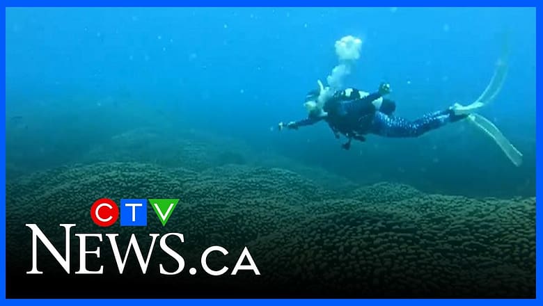 Mother-daughter dive uncovers the world’s largest coral colony in Australia