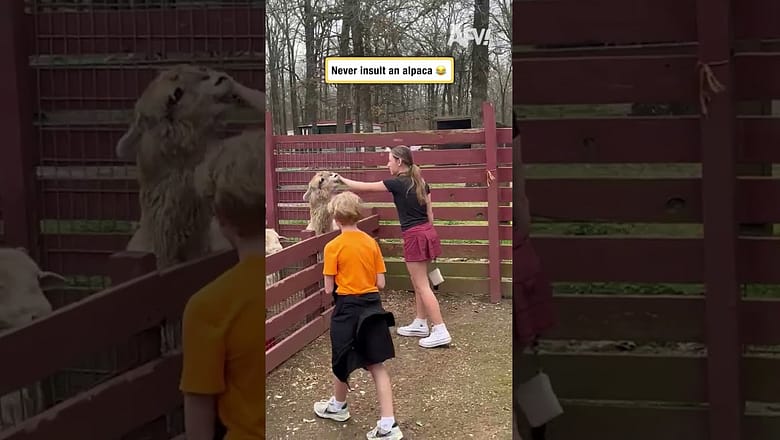 Never insult an alpaca π