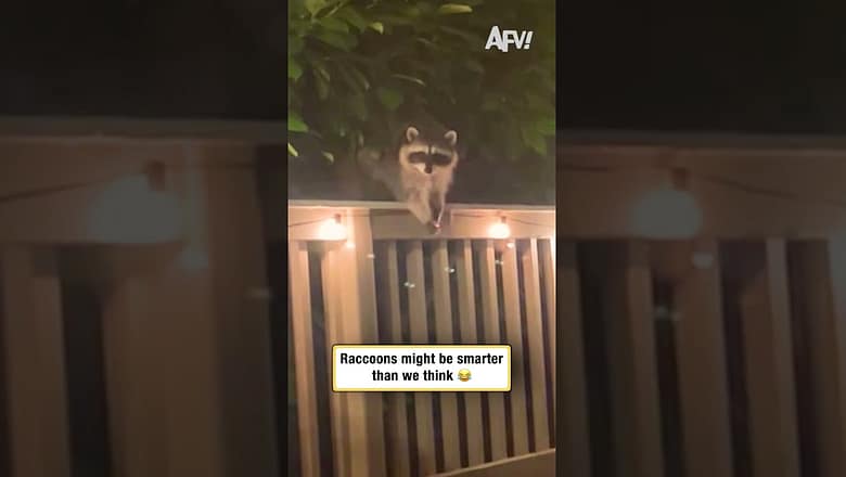 Raccoons might be smarter than we think ๐
