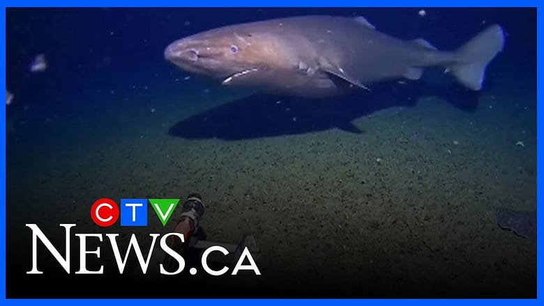 Rare sleeper shark filmed in freezing, deep waters of Antarctica
