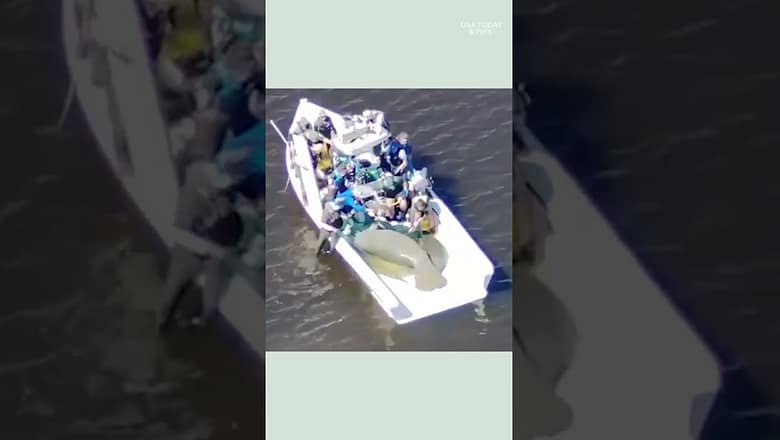See mother manatee and her calf rescued from Florida river