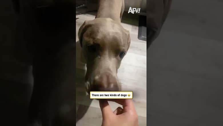 There are two kinds of dogs ๐