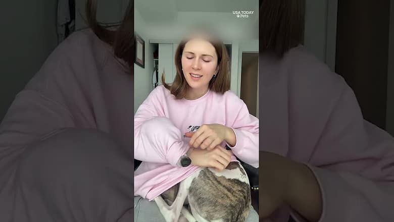This dog has a favorite spot, tucked inside his owner’s sweater