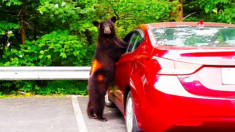 This is the Most INSANE Bear I’ve Ever Seen π» Funniest Wild Animal Videos Ever