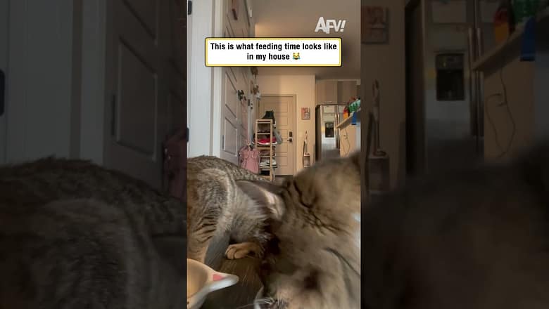 This is what feeding time looks like in my house πΉ