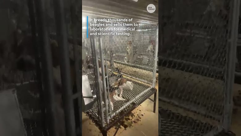 Activists take 23 dogs from Wisconsin beagle farm accused of cruelty