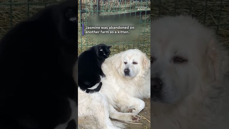 Adorable love story of a cat and dog. See their sweet bond.